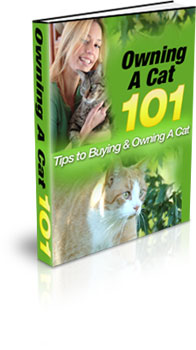 Owning A Cat 101